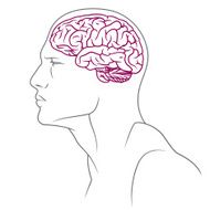 brain line male