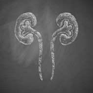 kidneys icon N9