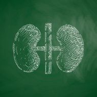 kidneys icon N11