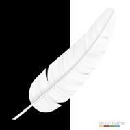 White feather on black and white background