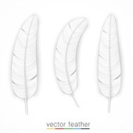 White feather on white background set