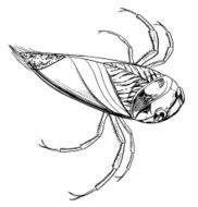 Water beetle