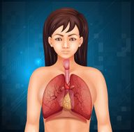 Human respiratory system N9