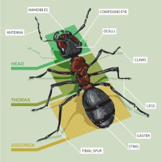 Diagram of an ant free image download