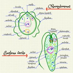 the structure of Chlamydomonas and Euglena