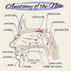 structure of the human nose