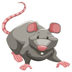Grey rat N2