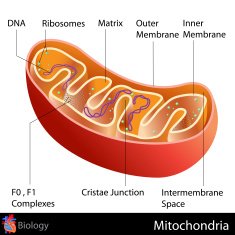 Mitochondria free image download