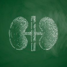 kidneys icon N11