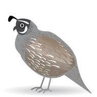 Funny quail on a white background vector N2