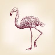 flamingo hand drawn