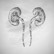 kidneys icon N12