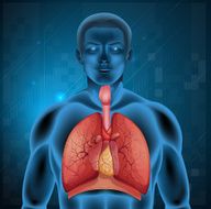 Human respiratory system N12