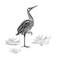 Stork vintage engraving vector N2