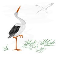 Storks white wild water bird vector