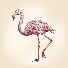 flamingo hand drawn