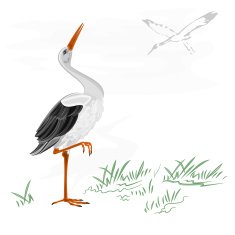 Storks white wild water bird vector