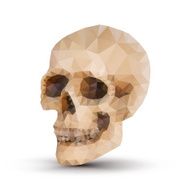 triangle human skull N2