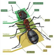 diagram of an ant N2