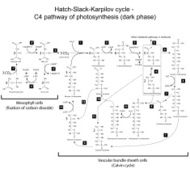 Chemical scheme of Hatch Slack Karpilov cycle