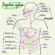Digestive system of man