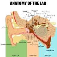 Anatomy of the human ear