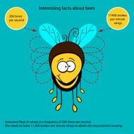 Interesting fact about bees