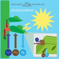Photosynthesis Process N2