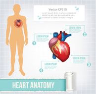 Vector heart infographics banner illustration N2