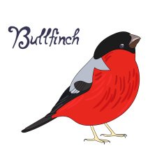 Bird bullfinch vector illustration N2