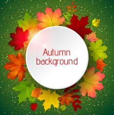 Autumn background with leaves N8