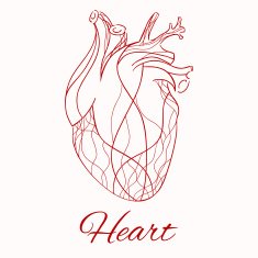 Vector sketch of the real heart N2