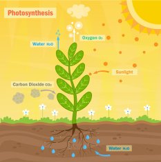 Photosynthesis N2
