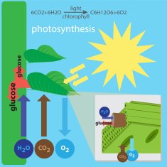 Photosynthesis Process N2