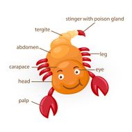 scorpion vocabulary part of body vector