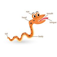 snake vocabulary part of body vector N2