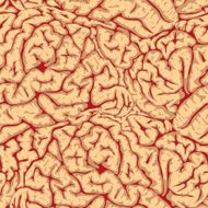 Seamless brain convolutions