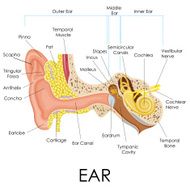 Human Ear Anatomy N2
