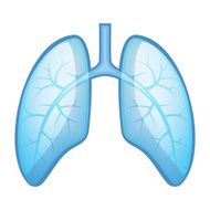 Human Health Lungs and Bronchi