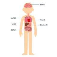 Male organ chart