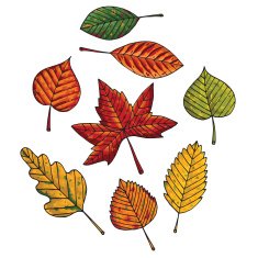 Autumn leafs vector set