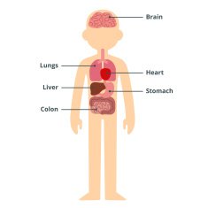Male organ chart