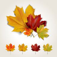 Leaves N9