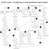 Chemical scheme of Calvin cycle N2