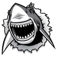 great white shark ripping with opened mouth
