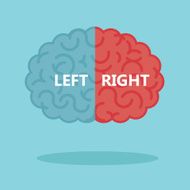 Left and right human brain vector illustration N6
