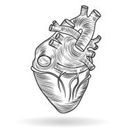 Heart human body anatomy sketch isolated on white background