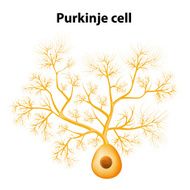 Purkinje cell or neuron
