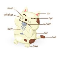 cat vocabulary part of body vector N2