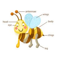 bee vocabulary part of body vector N2
